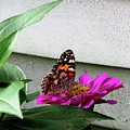 Butterfly on Gerbera Daisy Photograph by Linda Stern Butterfly on Gerbera Daisy Photograph by Linda Stern