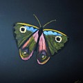 Butterfly Photograph by Pilbri Britta Neumaerker Butterfly Photograph by Pilbri Britta Neumaerker