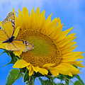 Butterfly Sunflower Photograph by Becca Buecher Butterfly Sunflower Photograph by Becca Buecher
