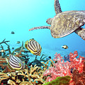 Butterflyfishes and turtle Photograph by MotHaiBaPhoto Prints Butterflyfishes and turtle Photograph by MotHaiBaPhoto Prints