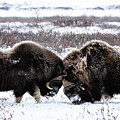 Butting Heads Photograph by Cheryl Strahl