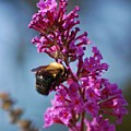 Buzzed by Debbi Granruth Buzzed by Debbi Granruth