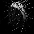 Bw Cactus Thorns by Fine Art Bw Cactus Thorns by Fine Art
