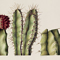 Cacti by Annabel Barrett Cacti by Annabel Barrett