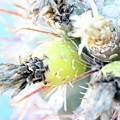 Cactus Bloom Photograph by Becqi Sherman Cactus Bloom Photograph by Becqi Sherman