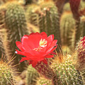 Cactus bloom Photograph by Darrell Foster Cactus bloom Photograph by Darrell Foster