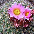 Cactus Flower  by Alan Johnson