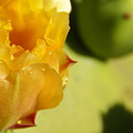 Cactus Flower Photograph by Linda Shafer