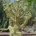 Cactus Baby Photograph by Aimee L Maher ALM GALLERY Cactus Baby Photograph by Aimee L Maher ALM GALLERY