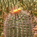 Cactus yellowtop Photograph by Darrell Foster Cactus yellowtop Photograph by Darrell Foster