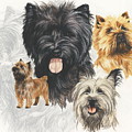 Cairn Terrier Revamp by Barbara Keith Cairn Terrier Revamp by Barbara Keith