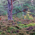 Caledonian forest Photograph by Warren Photographic Caledonian forest Photograph by Warren Photographic
