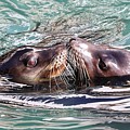 California Kiss - Sea Lions by KJ Swan