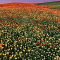 California Poppies at Dawn Lancaster California Photograph by Dave Welling California Poppies at Dawn Lancaster California Photograph by Dave Welling