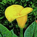 Calla Lily by Chip Evans Calla Lily by Chip Evans