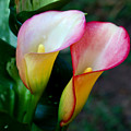 Calla Lily Twins by Paul Anderson Calla Lily Twins by Paul Anderson
