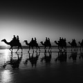 Camels on the beach Photograph by Chris Cousins