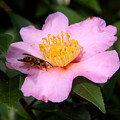 Camilia Bee by Paul Anderson Camilia Bee by Paul Anderson