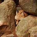 Can I Come Out Yet by Lori Tambakis Can I Come Out Yet by Lori Tambakis