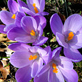 Can you say PURPLE Photograph by Kim Galluzzo Wozniak Can you say PURPLE Photograph by Kim Galluzzo Wozniak