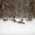 Canada Geese Feeding In Winter by Onyonet Photo Studios Canada Geese Feeding In Winter by Onyonet Photo Studios
