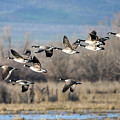 Canada Geese Flock by Mike Dawson Canada Geese Flock by Mike Dawson