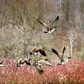 Canada Geese In Flight Photograph by Christina Rollo Canada Geese In Flight Photograph by Christina Rollo