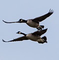 Canada Geese in Flight Photograph by Holden The Moment Canada Geese in Flight Photograph by Holden The Moment