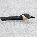 Canada Goose on ice Photograph by Steven Ralser Canada Goose on ice Photograph by Steven Ralser