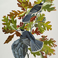 Canada Jay by John James Audubon Canada Jay by John James Audubon