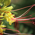 Canary Yellow Birds Of Paradise Flowers by Colleen Cornelius Canary Yellow Birds Of Paradise Flowers by Colleen Cornelius