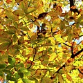 Canopy of Autumn Leaves Photograph by Angie Tirado Canopy of Autumn Leaves Photograph by Angie Tirado
