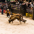 Can't Ride Them All Photograph by Charles McCleanon Can't Ride Them All Photograph by Charles McCleanon