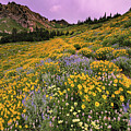Cardiff Pass Sunset and Wildflowers - Alta, Utah Photograph by Brett Pelletier Cardiff Pass Sunset and Wildflowers - Alta, Utah Photograph by Brett Pelletier