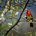Cardinal Among the Blossoms Photograph by John Benedict Cardinal Among the Blossoms Photograph by John Benedict