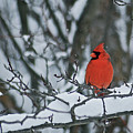 Cardinal and snow Photograph by Michael Peychich Cardinal and snow Photograph by Michael Peychich