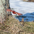 Cardinal in Flight Photograph by Holden The Moment Cardinal in Flight Photograph by Holden The Moment