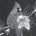 Cardinal scratch board Mixed Media by Darren Cannell Cardinal scratch board Mixed Media by Darren Cannell