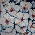 Caribbean Hibiscus by Karin Dawn Kelshall- Best Caribbean Hibiscus by Karin Dawn Kelshall- Best