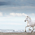Carmargue Horse Photograph by Tim Booth