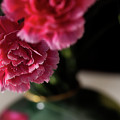 Carnation Series 2 Photograph by Mike Eingle Carnation Series 2 Photograph by Mike Eingle