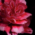 Carnation Series 5 Photograph by Mike Eingle Carnation Series 5 Photograph by Mike Eingle