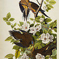 Carolina Turtledove by John James Audubon Carolina Turtledove by John James Audubon