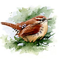Carolina Wren Painting by David Rogers Carolina Wren Painting by David Rogers