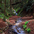 Castro Canyon in Big Sur Photograph by Charlene Mitchell Castro Canyon in Big Sur Photograph by Charlene Mitchell