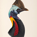 Casuarius unappendiculatus philipi Drawing by John Gerrard Keulemans Casuarius unappendiculatus philipi Drawing by John Gerrard Keulemans
