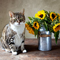 Cat and Sunflowers Painting by Nailia Schwarz Cat and Sunflowers Painting by Nailia Schwarz