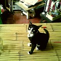Cat on A Bamboo Litter Photograph by Sukalya Chearanantana Cat on A Bamboo Litter Photograph by Sukalya Chearanantana