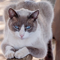 Cat on a Wooden Fence Photograph by Derek Dean Cat on a Wooden Fence Photograph by Derek Dean