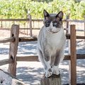 Cat on a Wooden Fence Post Photograph by Derek Dean Cat on a Wooden Fence Post Photograph by Derek Dean